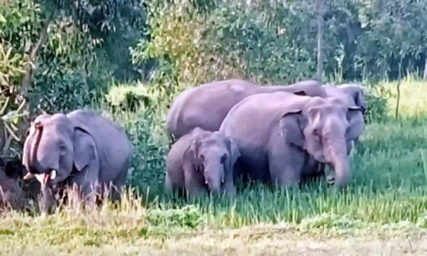 हाथियों को खदेड़ने अब चिली स्मॉग तकनीक का इस्तेमाल