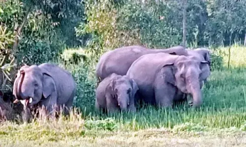 हाथियों को खदेड़ने अब चिली स्मॉग तकनीक का इस्तेमाल