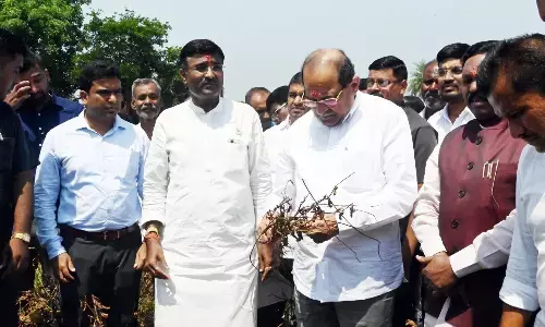 चंद्रपुर जिले की 80 प्रतिशत सोयाबीन की फसल काे भारी नुकसान