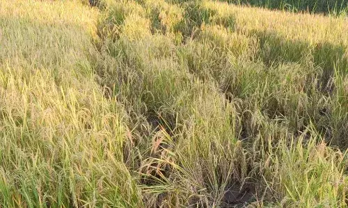 अब वासाला क्षेत्र में दाखिल हुआ जंगली हाथियों का झुंड