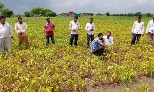 37 हजार हे.क्षेत्र की सोयाबीन का नुकसान
