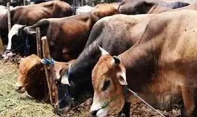 मवेशियों से लदे ट्रक सहित आरोपियों को पुलिस ने दबोचा