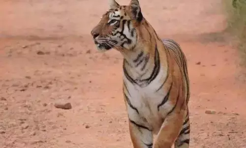 ताड़ोबा की क्वीन ‘माया’ हो गई गुम!