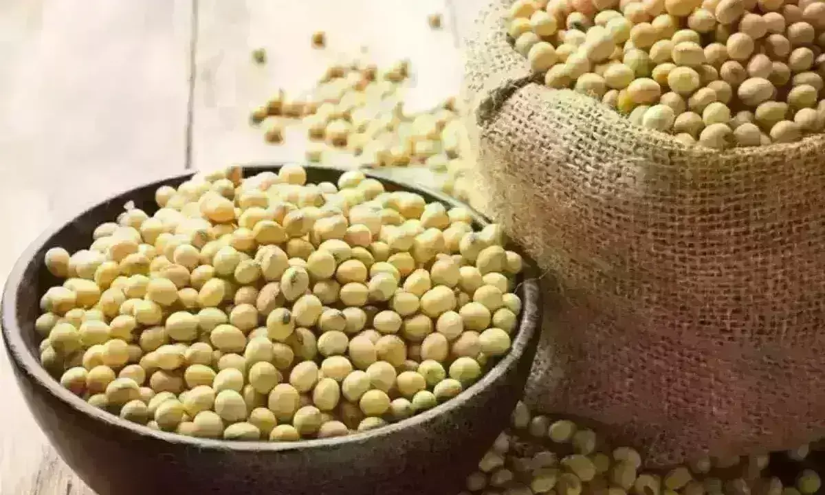 नए सोयाबीन के भाव को लेकर किसानों में नाराजगी नए सोयाबीन के भाव को लेकर किसानों में नाराजगी