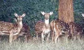 हिरण का शिकार कर होटल में मना रहे थे पार्टी, गिरफ्त में दो हिरण का शिकार कर होटल में मना रहे थे पार्टी, गिरफ्त में दो