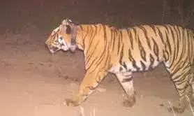अब बिना शोर जंगल की सैर, दिखेंगे बाघ