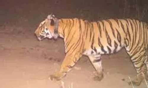 अब बिना शोर जंगल की सैर, दिखेंगे बाघ