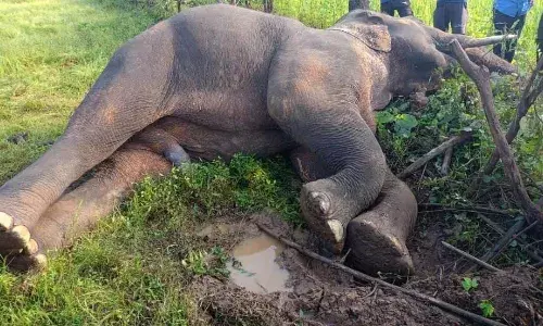 वनविभाग की कार्रवाई संदेह के घेरे में