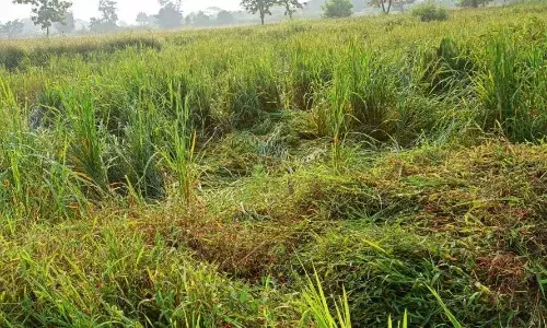 अड़पल्ली व गोगांव में 20 किसानों की फसलों को हाथियों ने रौंदा