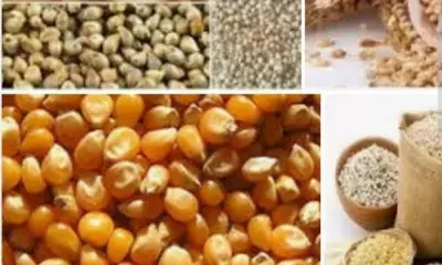 यूपी में मोटे अनाज को मिलेगा बढ़ावा, तीन दिन तक चलेगा श्रीअन्न महोत्सव यूपी में मोटे अनाज को मिलेगा बढ़ावा, तीन दिन तक चलेगा श्रीअन्न महोत्सव