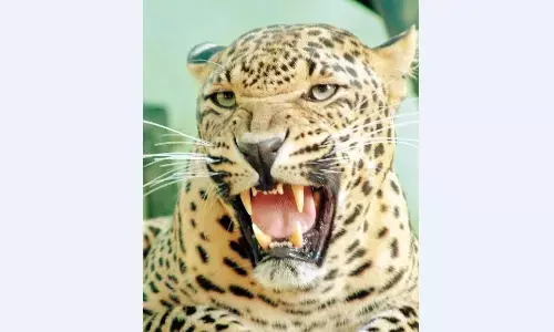 घायल तेंदुए के घाव तो भर गए लेकिन पूरी तरह फिट होने के लिए चाहिए प्राकृतिक वातावरण घायल तेंदुए के घाव तो भर गए लेकिन पूरी तरह फिट होने के लिए चाहिए प्राकृतिक वातावरण