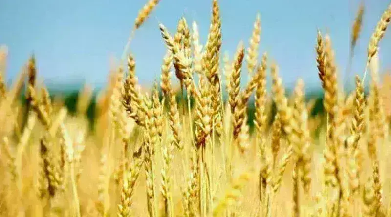 सरकार ने वर्ष 2024-25 के लिए रबी फसलों के एमएसपी में बढ़ोतरी सरकार ने वर्ष 2024-25 के लिए रबी फसलों के एमएसपी में बढ़ोतरी