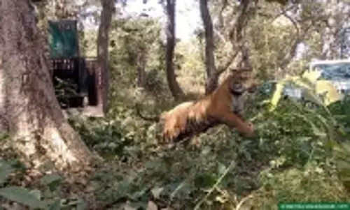 बिजनौर में बाघ के हमले से वनकर्मी की मौत बिजनौर में बाघ के हमले से वनकर्मी की मौत
