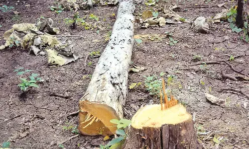 पेड़ों की कटाई की अनुमति पर संदेह