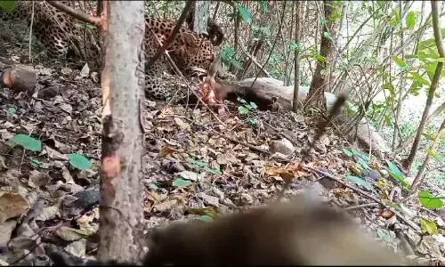 खेत में बंधे बछड़े का तेंदुए ने किया शिकार, ग्रामीणों में दहशत खेत में बंधे बछड़े का तेंदुए ने किया शिकार, ग्रामीणों में दहशत