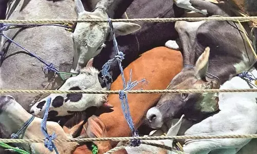 पुलिस की सतर्कता से 13 मवेशियों को छुड़ाया