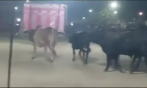 गाजियाबाद में रावण दहन के दौरान सांडाें ने मचाया उत्पात, कड़ी मशक्कत के बाद पुलिस ने निकाला, अखिलेश यादव ने किया ट्वीट