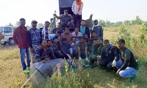 अंतत: नरभक्षी बाघिन टी-13 पिंजरे में कैद