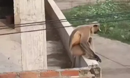 बंदरों के हमले से घायल महिला की इलाज के दौरान मृत्यु बंदरों के हमले से घायल महिला की इलाज के दौरान मृत्यु