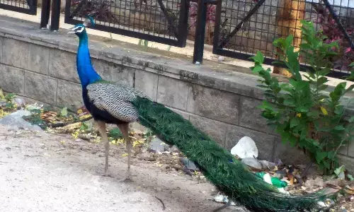 मांस के लिए मोरों की हत्या के आरोप में कर्नाटक पुलिस ने तीन लोगों को गिरफ्तार किया