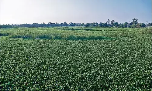 माढ़ोताल तालाब सरकारी तो हो गया, लेकिन नहीं बदल पाई तस्वीर माढ़ोताल तालाब सरकारी तो हो गया, लेकिन नहीं बदल पाई तस्वीर