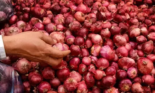 प्याज के दाम बढ़े, पूरे एनसीआर में 50 से 80 रुपये प्रति किलो बिक रहा प्याज के दाम बढ़े, पूरे एनसीआर में 50 से 80 रुपये प्रति किलो बिक रहा