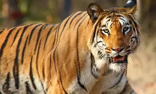 दो माह से आतंक मचाने वाले बाघ का शव मिला दो माह से आतंक मचाने वाले बाघ का शव मिला