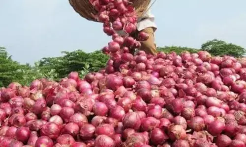 थोक में 55, खुदरा में 70 रुपए किलो पहुंचे प्याज थोक में 55, खुदरा में 70 रुपए किलो पहुंचे प्याज