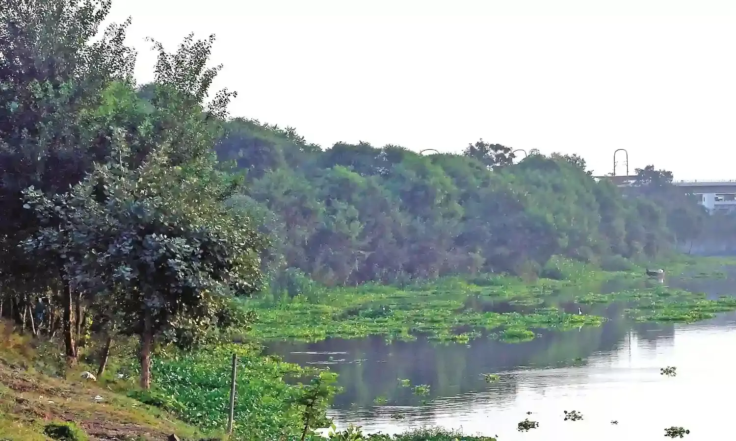 अंबाझरी का काम पेड़ों में अटका, दूसरे चरण के कामों में हो रही दिक्कत