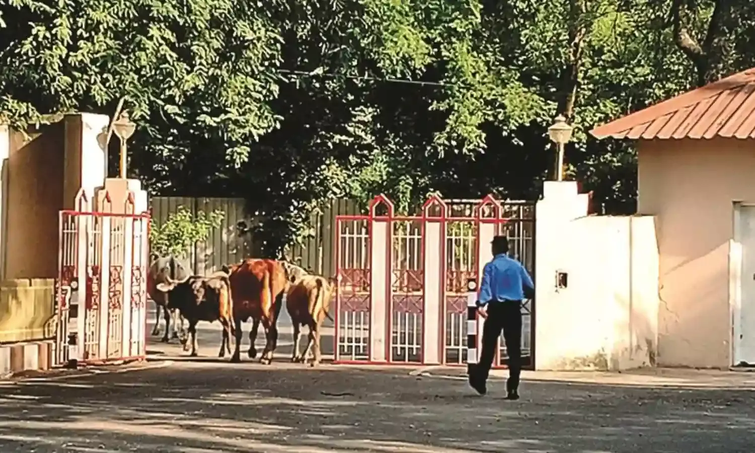 मुख्यमंत्री सचिवालय में घास-फूस, मवेशियों का जमावड़ा