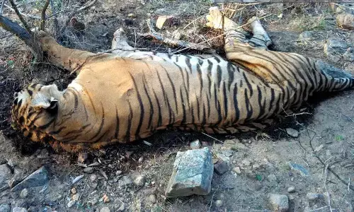 कॉर्बेट टाइगर रिजर्व की बिजरानी रेंज में बाघिन की मौत, महकमे में मचा हड़कंप