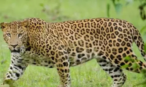 कर्नाटक के वन मंत्री ने कहा, तेंदुए को पकड़ने के लिए अभियान जारी कर्नाटक के वन मंत्री ने कहा, तेंदुए को पकड़ने के लिए अभियान जारी