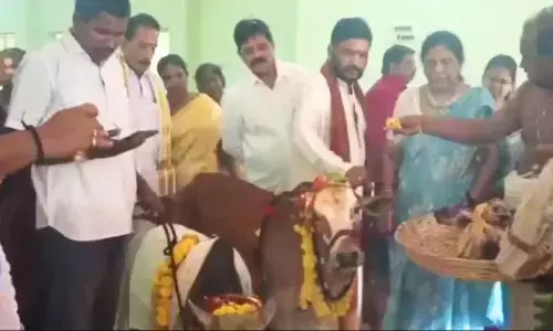 हिंदू रीति-रिवाजों से संपन्न हुई गाय की शादी, स्वयंवरम में चुना अपनी पसंद का दूल्हा हिंदू रीति-रिवाजों से संपन्न हुई गाय की शादी, स्वयंवरम में चुना अपनी पसंद का दूल्हा