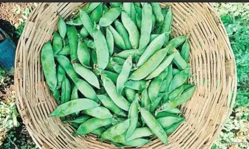 जबलपुर मंडी में पहुँची हरे मटर की पहली लोकल खेप जबलपुर मंडी में पहुँची हरे मटर की पहली लोकल खेप