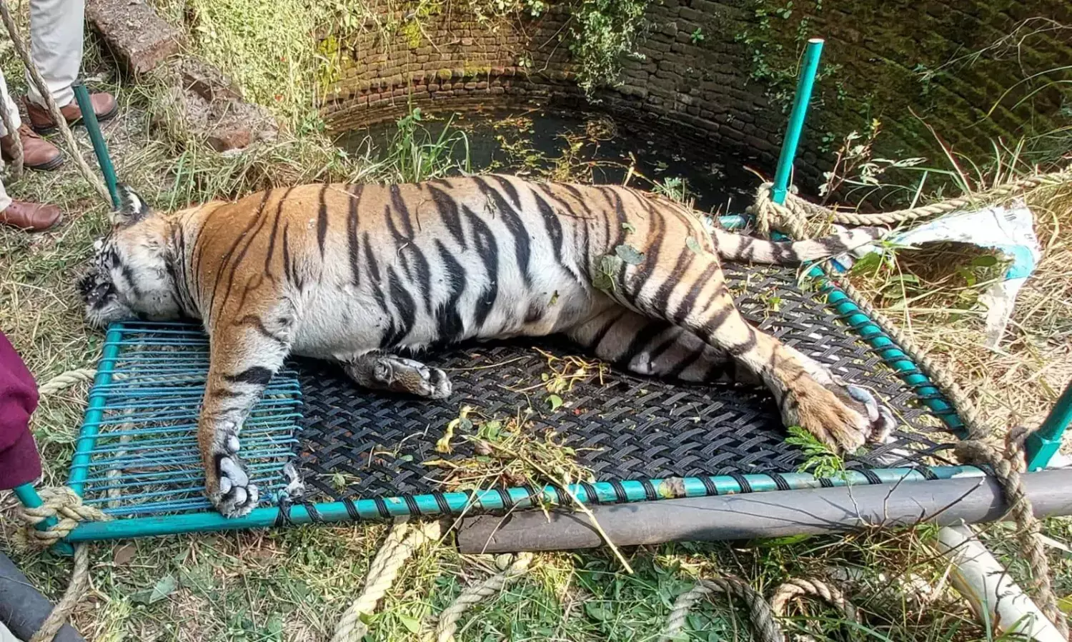 कुएं में मिला मादा बाघिन का शव, लंबे समय से बना हुआ था मूवमेंट