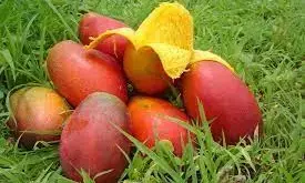 आम में खोज रहे थे सोना, नहीं मिला तो खा गए