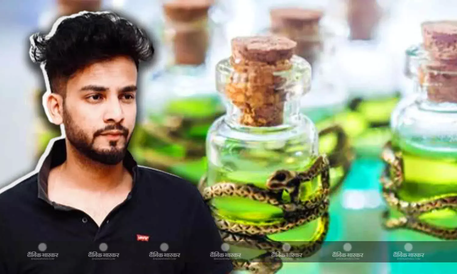 कैसे होता है सांप के जहर से नशा? जिसके आरोप में घिरे हैं मशहूर यू ट्यूबर एल्विश यादव