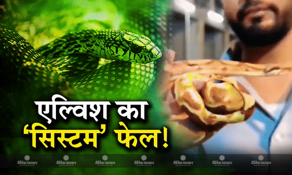 यूट्यूबर एल्विश यादव के खिलाफ एफआईआर दर्ज, क्लबों और पार्टियों में सापों की तस्करी करने समेत लगे हैं ये गंभीर आरोप यूट्यूबर एल्विश यादव के खिलाफ एफआईआर दर्ज, क्लबों और पार्टियों में सापों की तस्करी करने समेत लगे हैं ये गंभीर आरोप