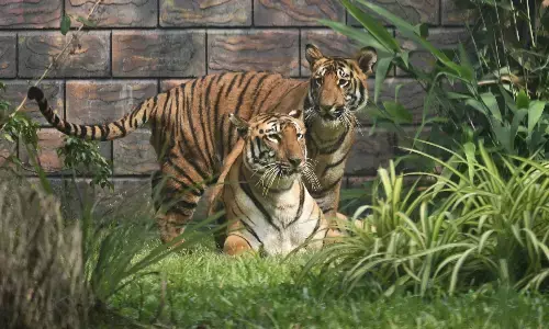 एक साल के हुए जुड़वा बाघ शावक, माता-पिता के साथ बने आकर्षण के केंद्र एक साल के हुए जुड़वा बाघ शावक, माता-पिता के साथ बने आकर्षण के केंद्र