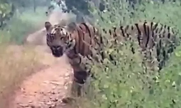 करांडला अभयारण्य से सूर्या बाघ लापता, वन विभाग को नहीं पता