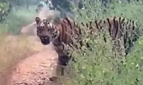 करांडला अभयारण्य से सूर्या बाघ लापता, वन विभाग को नहीं पता