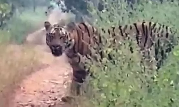 करांडला अभयारण्य से सूर्या बाघ लापता, वन विभाग को नहीं पता करांडला अभयारण्य से सूर्या बाघ लापता, वन विभाग को नहीं पता