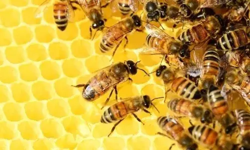 असम में मधुमक्खियों के हमले से व्यक्ति की मौत, एक अन्य घायल