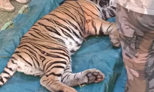 टेरिटोरियल फाइट में बाघ शावक हुआ घायल बेहोश कर इलाज के बाद ले गए बांधवगढ़