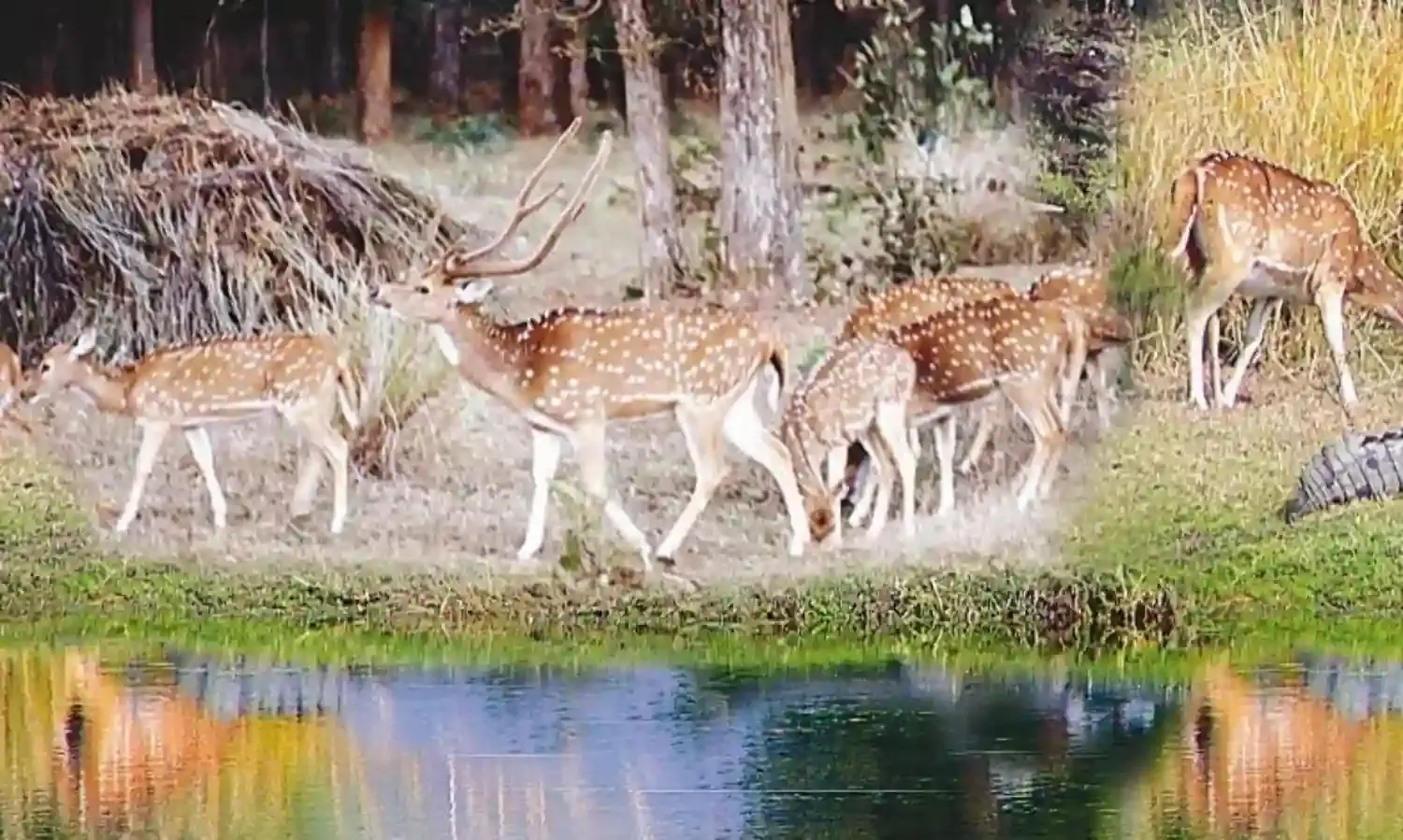 प. बंगाल और गुजरात के पर्यटकों को ज्यादा रिझा रहे एमपी के नेशनल पार्क
