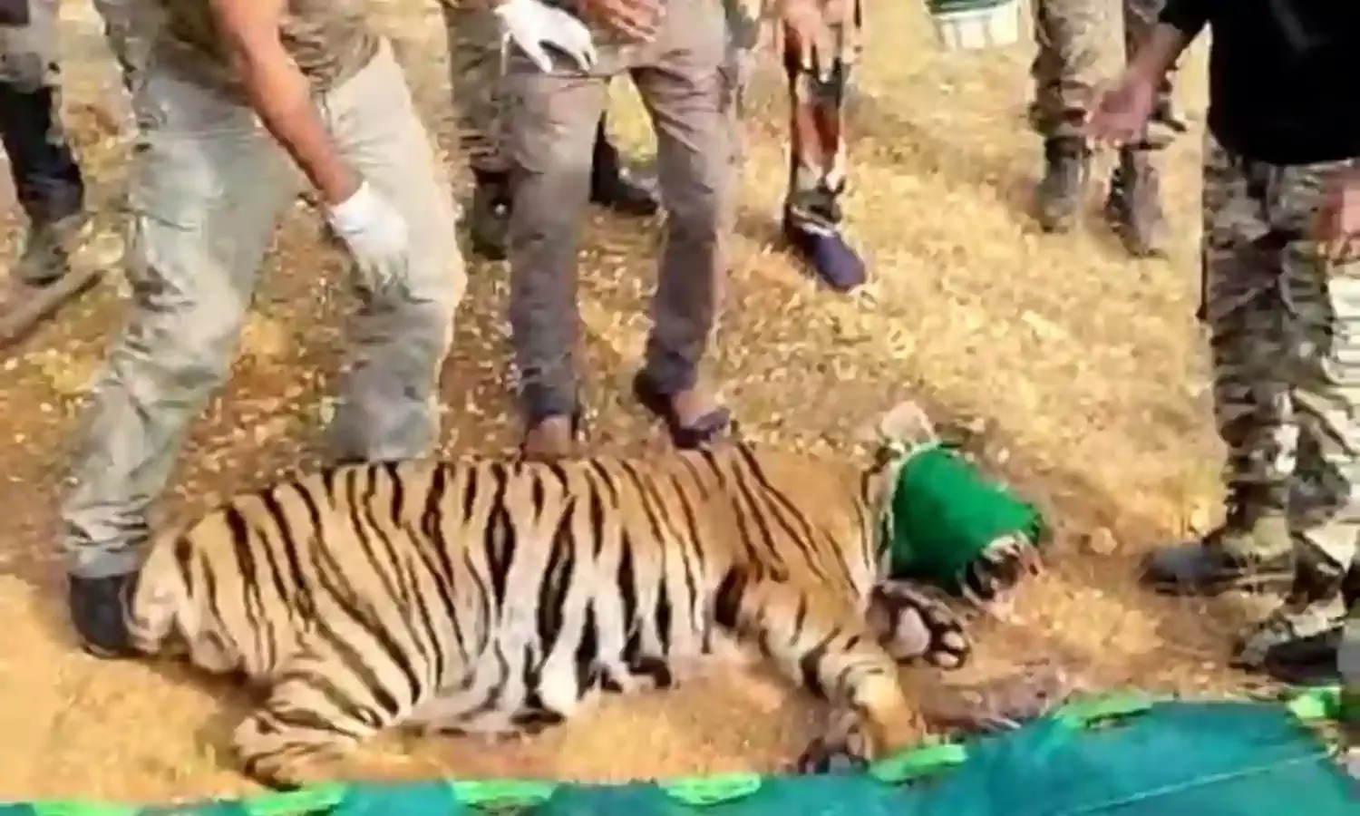 एक और बाघ को ट्रैंक्युलाइज कर पकड़ा