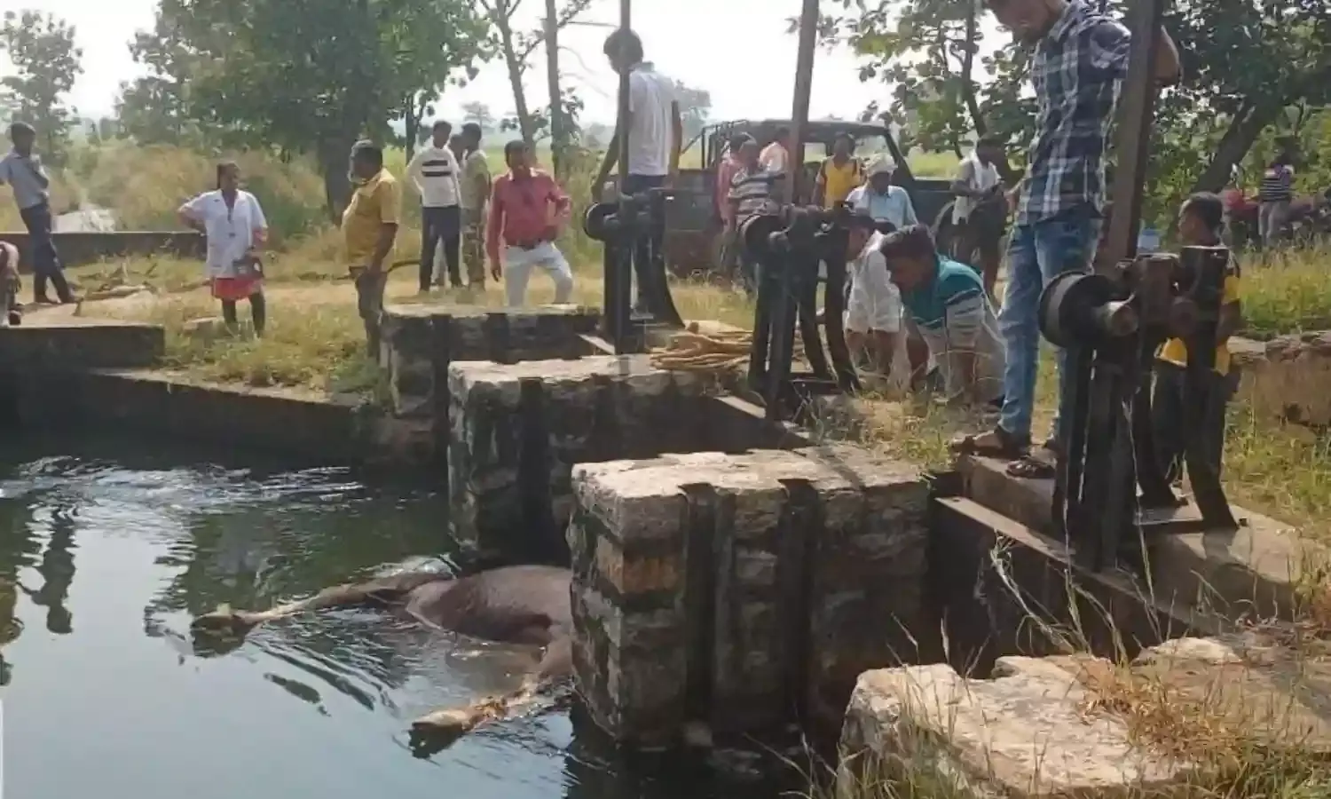 घोड़ाझरी नहर के दलदल में फंसकर जंगली भैंसे की मृत्यु