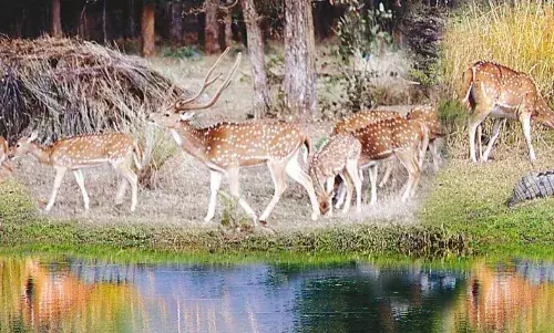 प. बंगाल और गुजरात के पर्यटकों को ज्यादा रिझा रहे एमपी के नेशनल पार्क