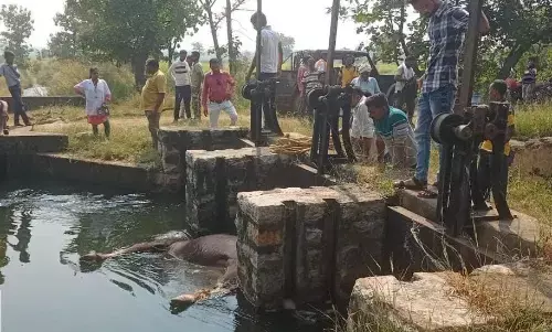 घोड़ाझरी नहर के दलदल में फंसकर जंगली भैंसे की मृत्यु घोड़ाझरी नहर के दलदल में फंसकर जंगली भैंसे की मृत्यु