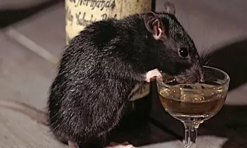 मध्‍य प्रदेश में पुलिस स्टेशन में शराब गटकने के आरोप में चूहा गिरफ्तार